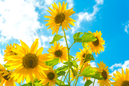 sunflowers-pepper-ranch.jpg?w=1200