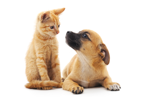 Kitten and Dog on white
