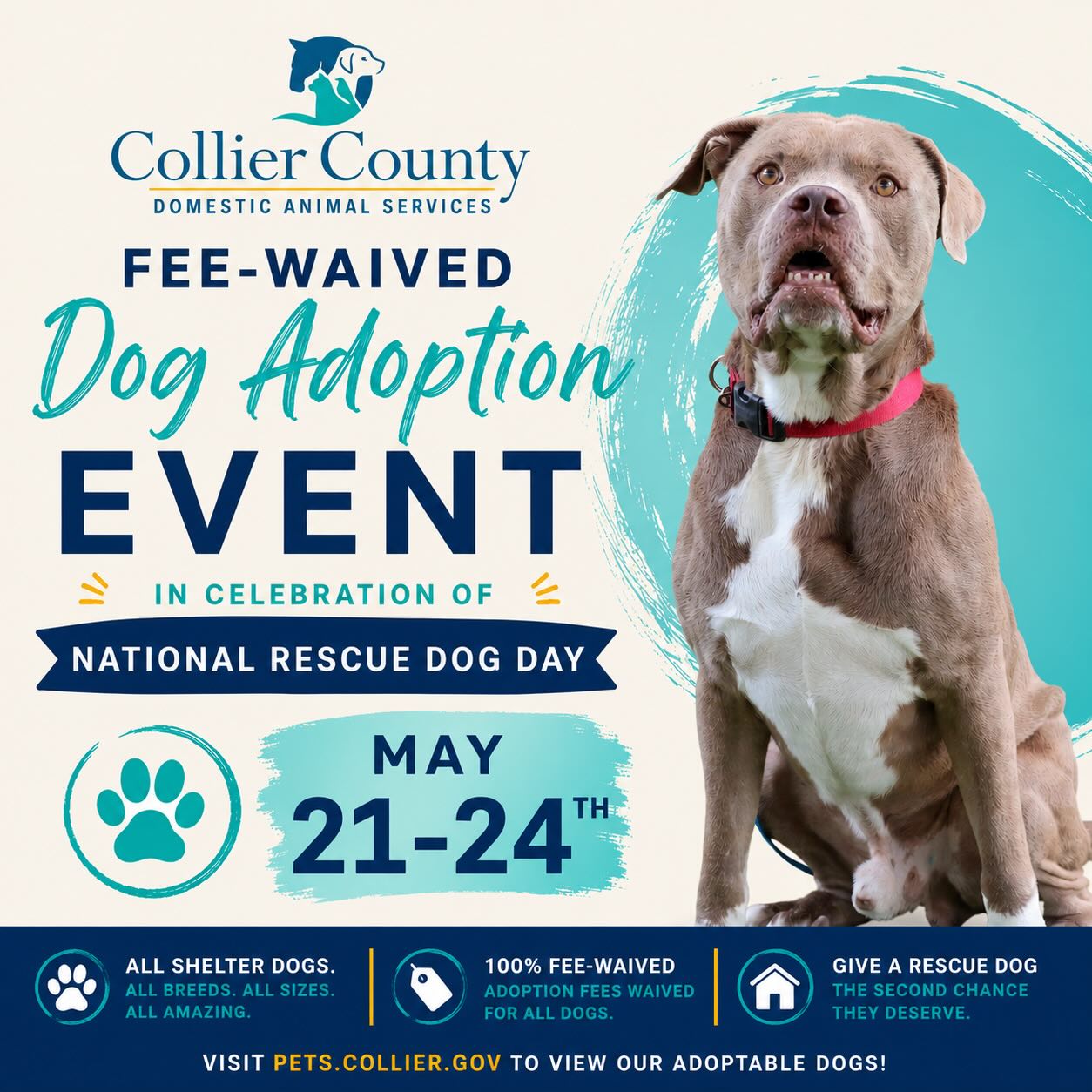 National-Rescue-Dog-Adoption.jpg