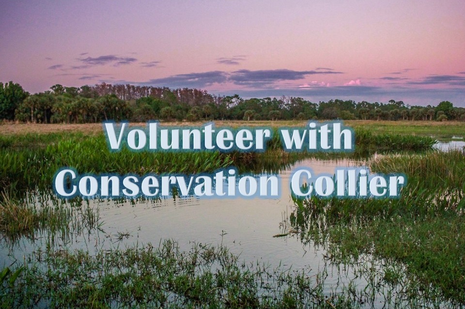 Volunteer-with-Conservation-Collier.jpg