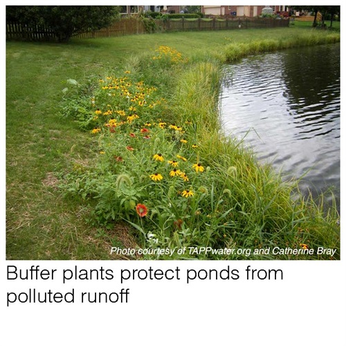 Pond plant buffer 