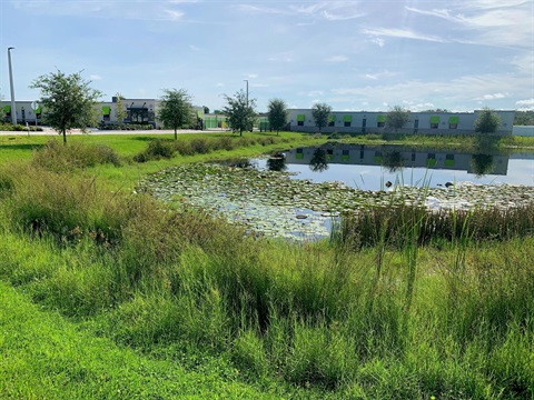 Pond with Buffer